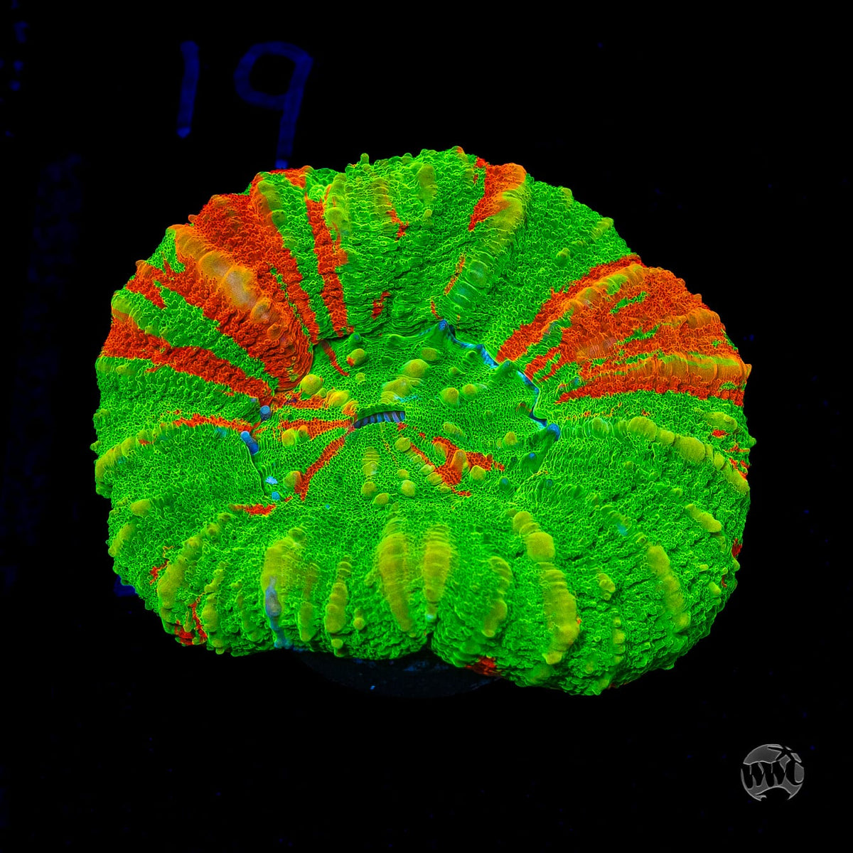 Bleeding Apple Scolymia