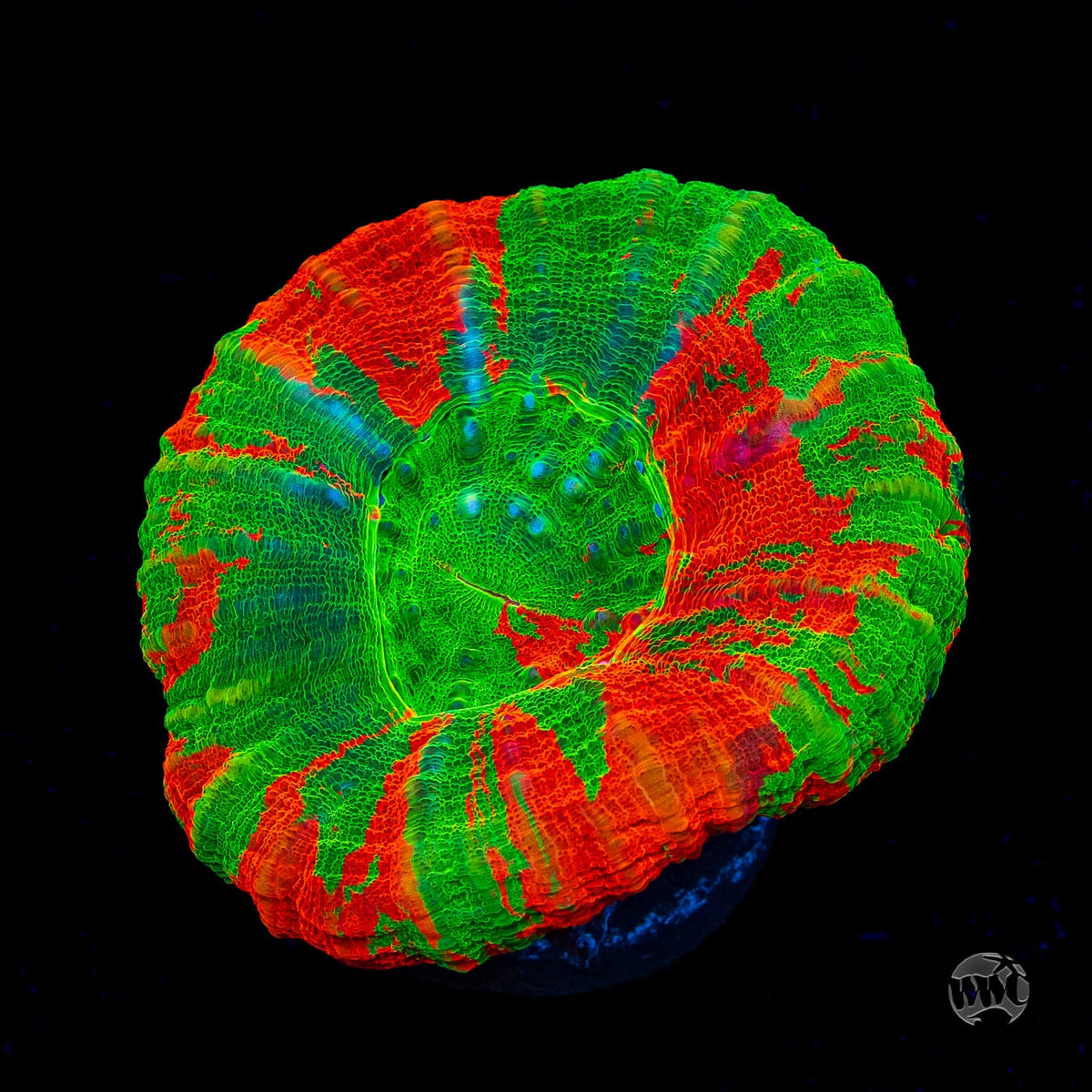 Bleeding Apple Scolymia