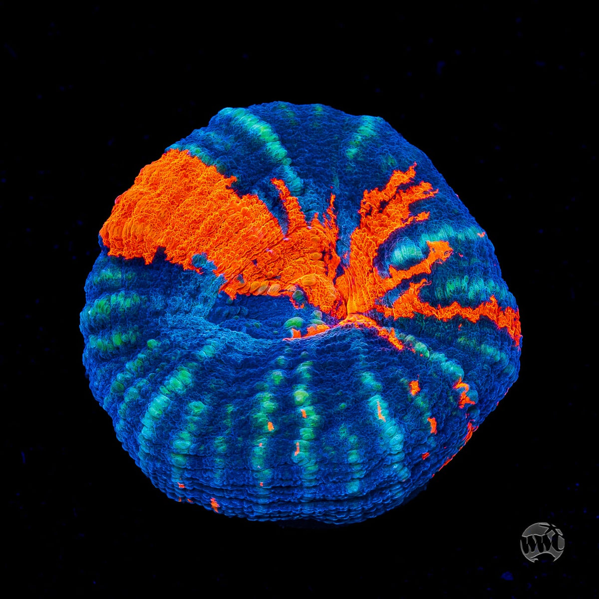 Icy Warpaint Scolymia