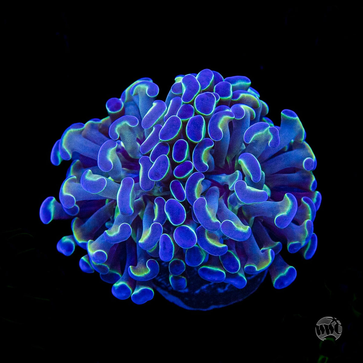 Hologram Branching Hammer