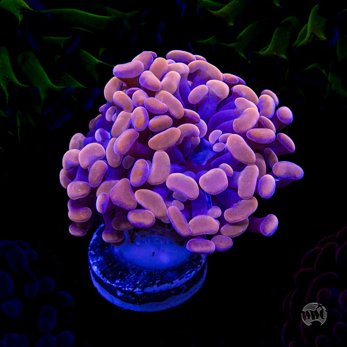 WWC Blood Moon Branching Hammer