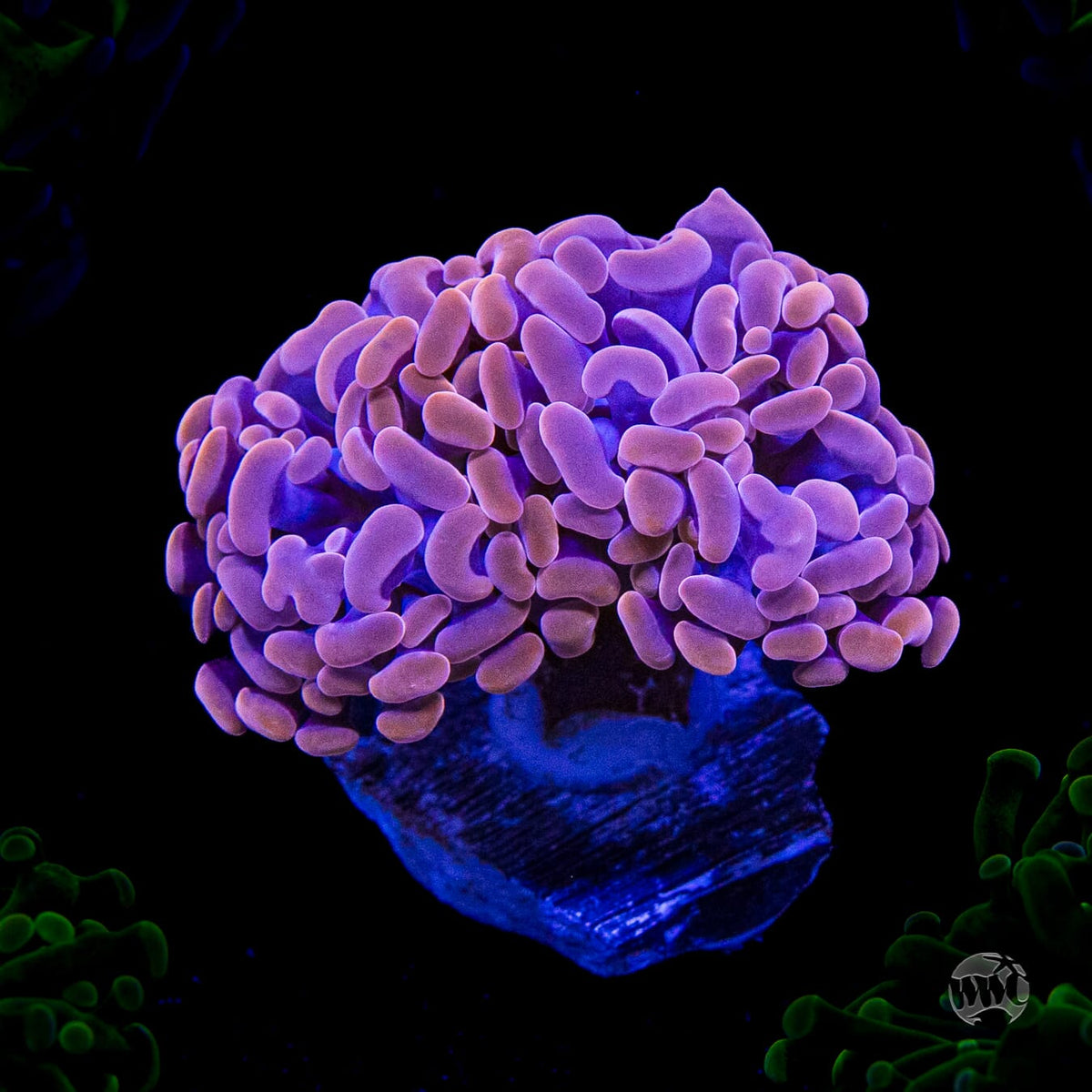WWC Blood Moon Branching Hammer