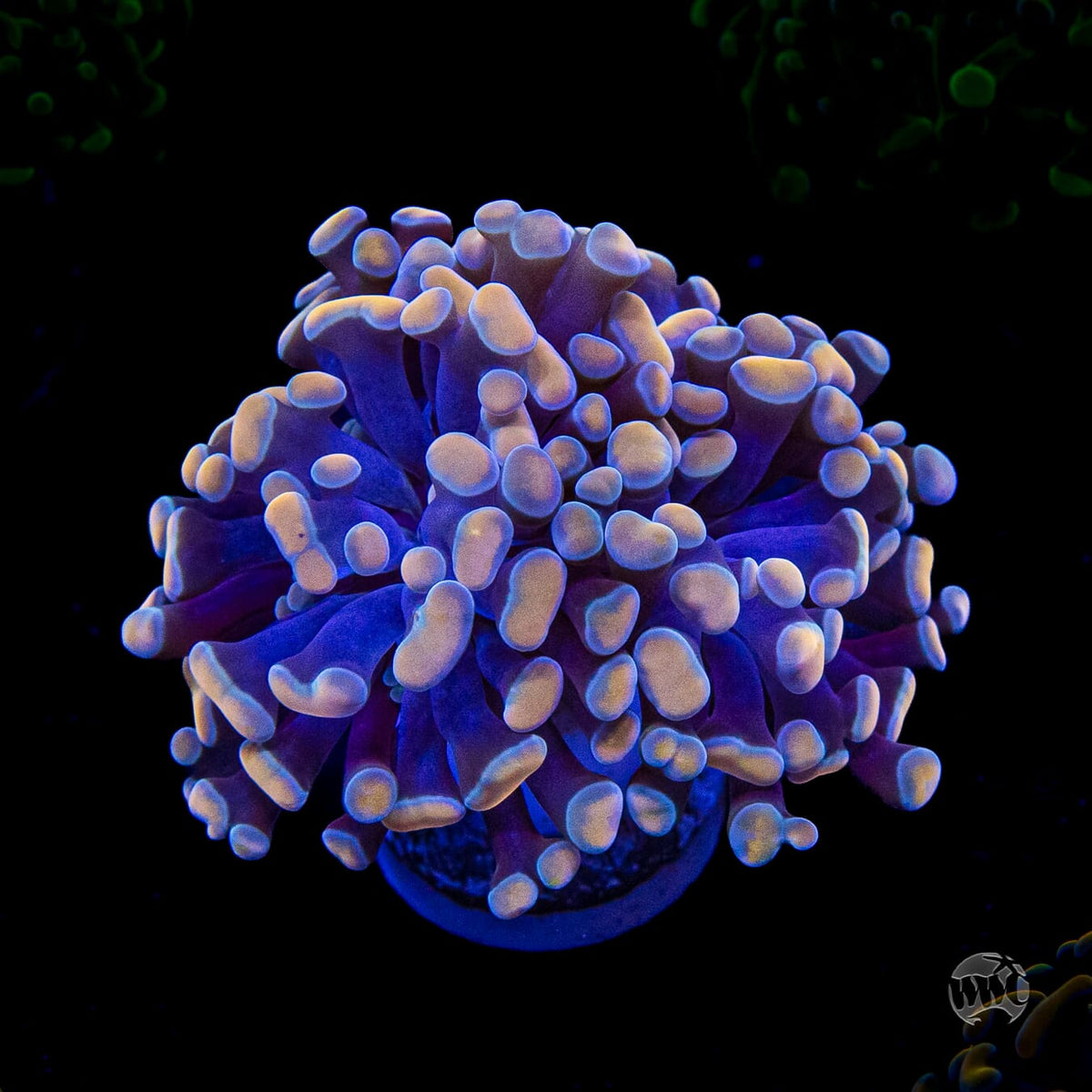 Coppertone Branching Hammer