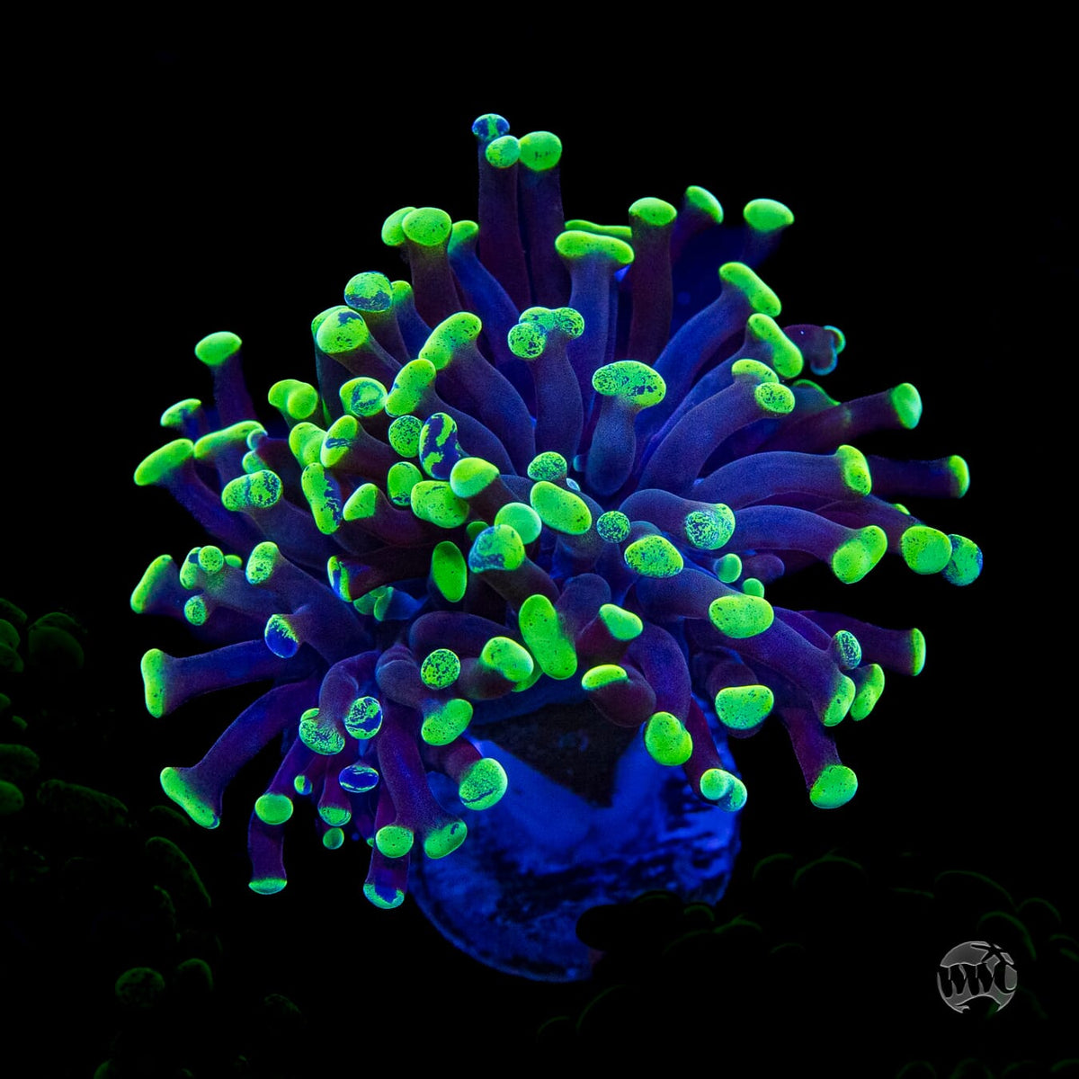 Neon Splatter Branching Hammer