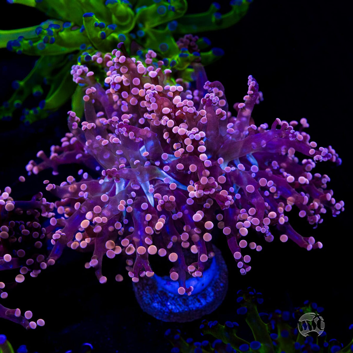 Peach Tipped Branching Frogspawn