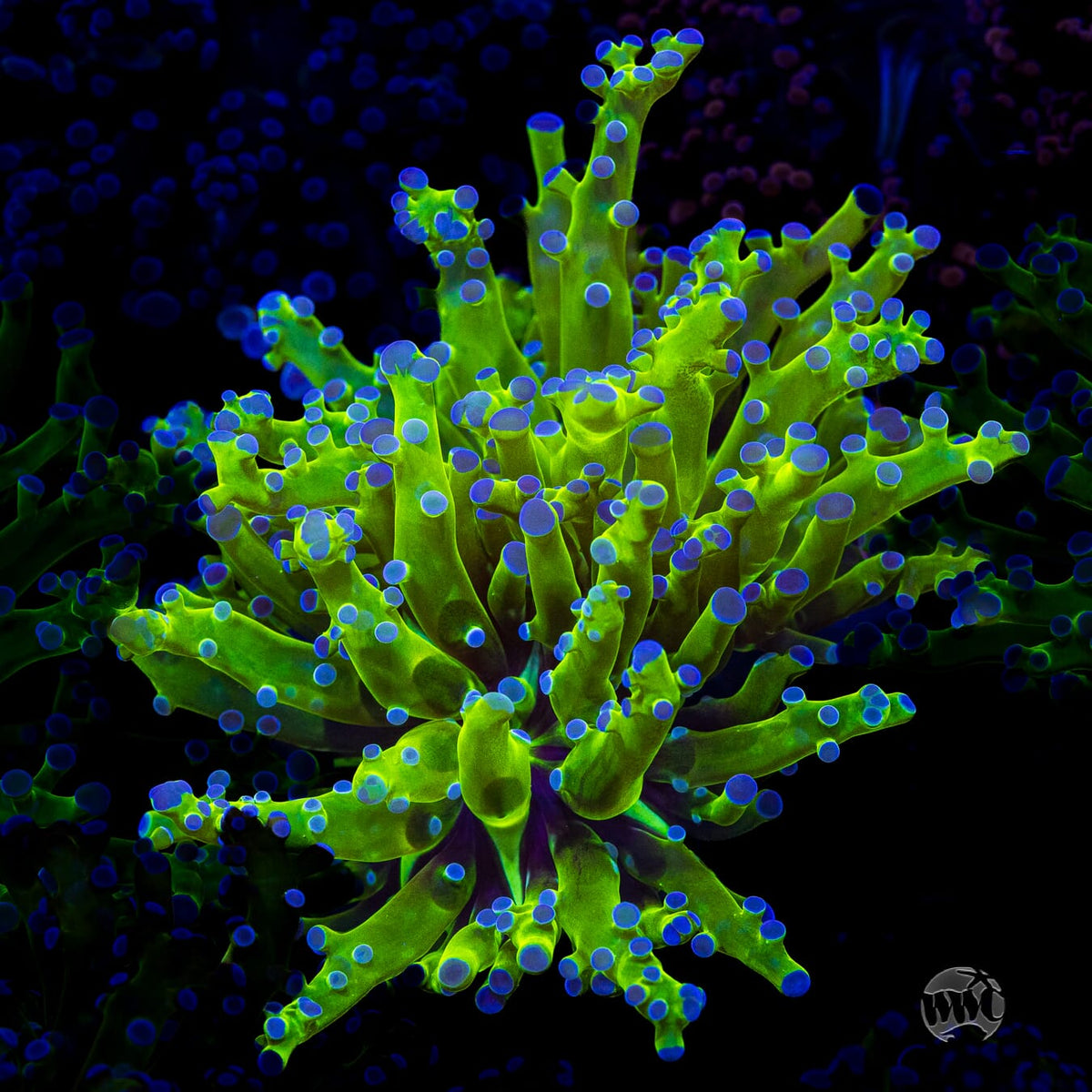 Bicolor Branching Frogspawn
