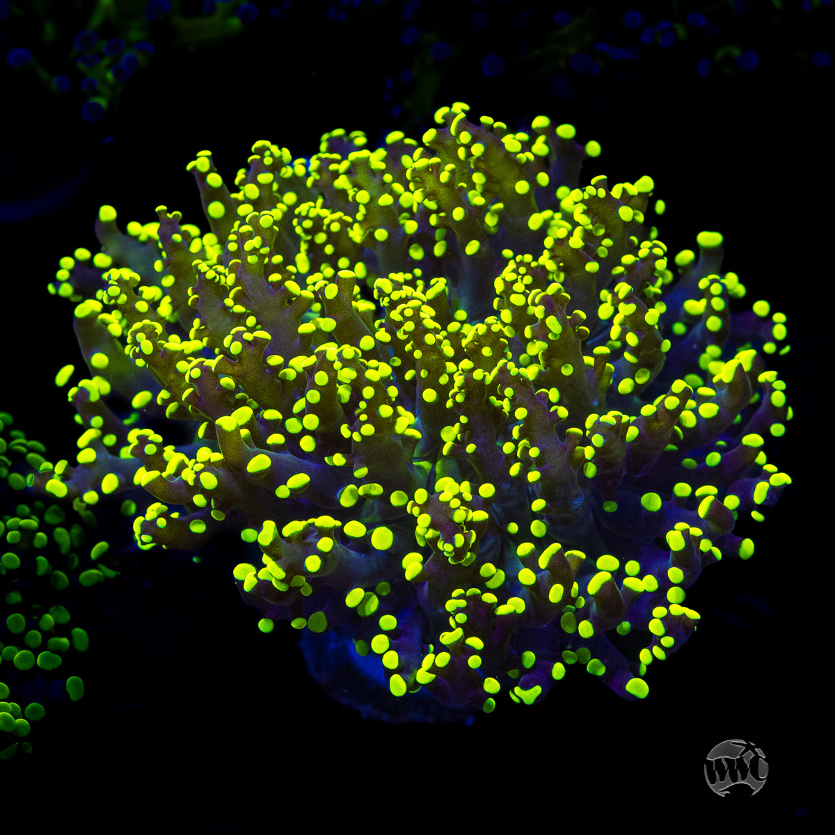 Glowbug Branching Frogspawn