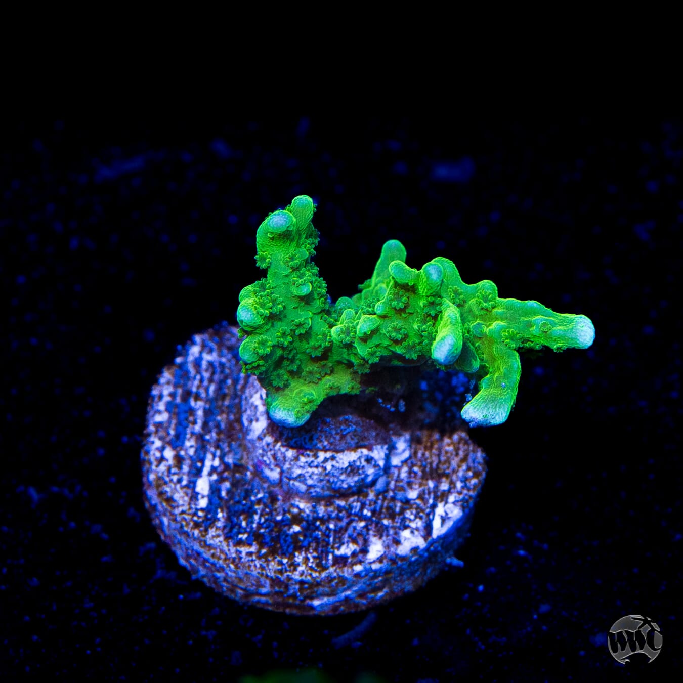 WWC Green Apple Hirsuta Montipora