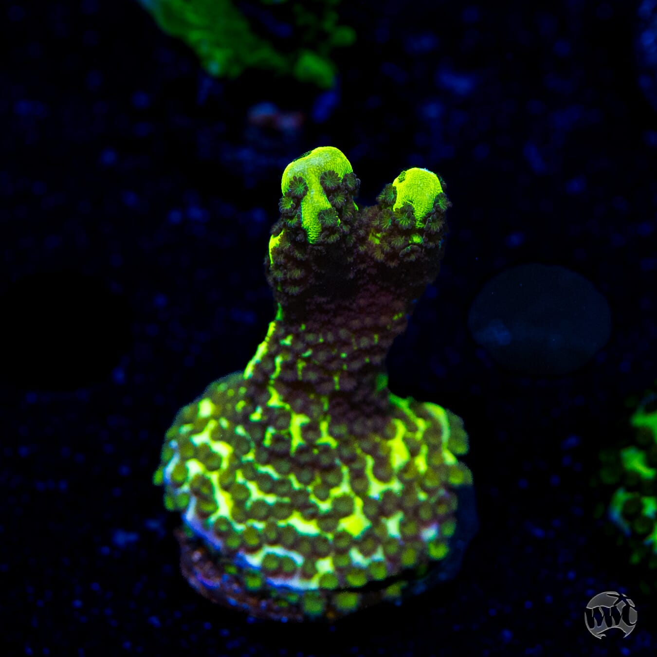 Neon Spongodes Montipora