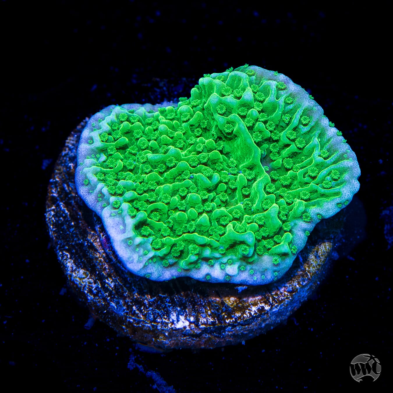 WWC Spearmint Cap Montipora