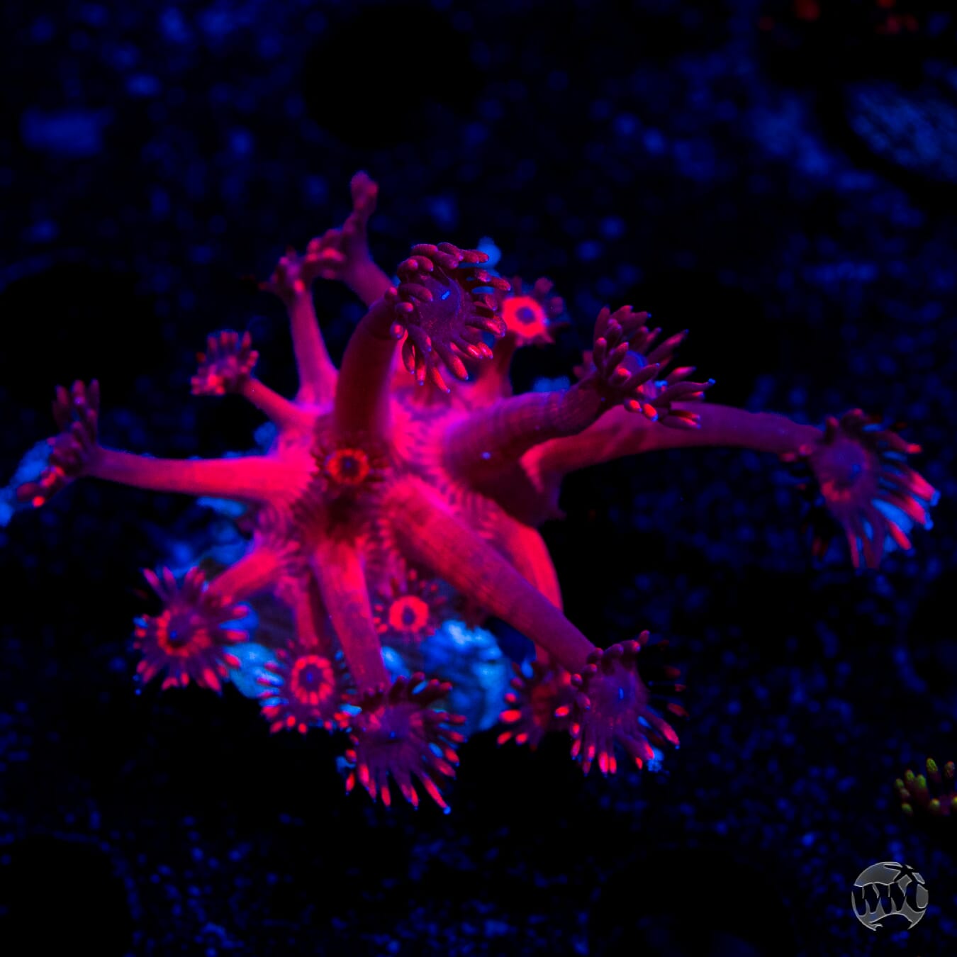 WWC Cherry Red Goniopora