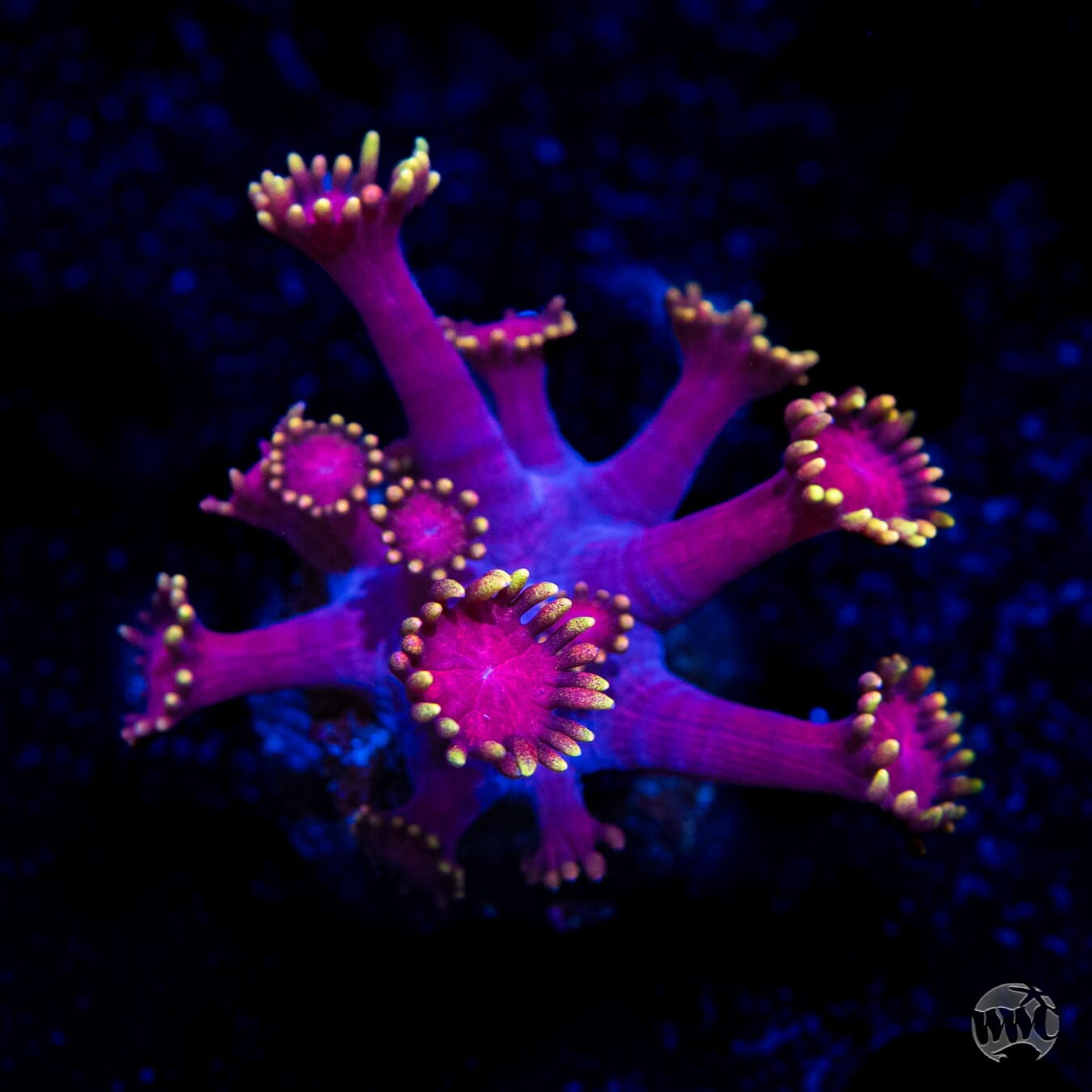 WWC X-Rated Goniopora