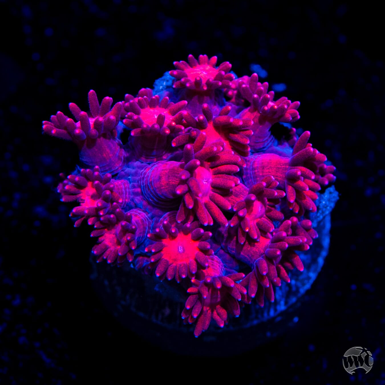Fire Blossom Goniopora