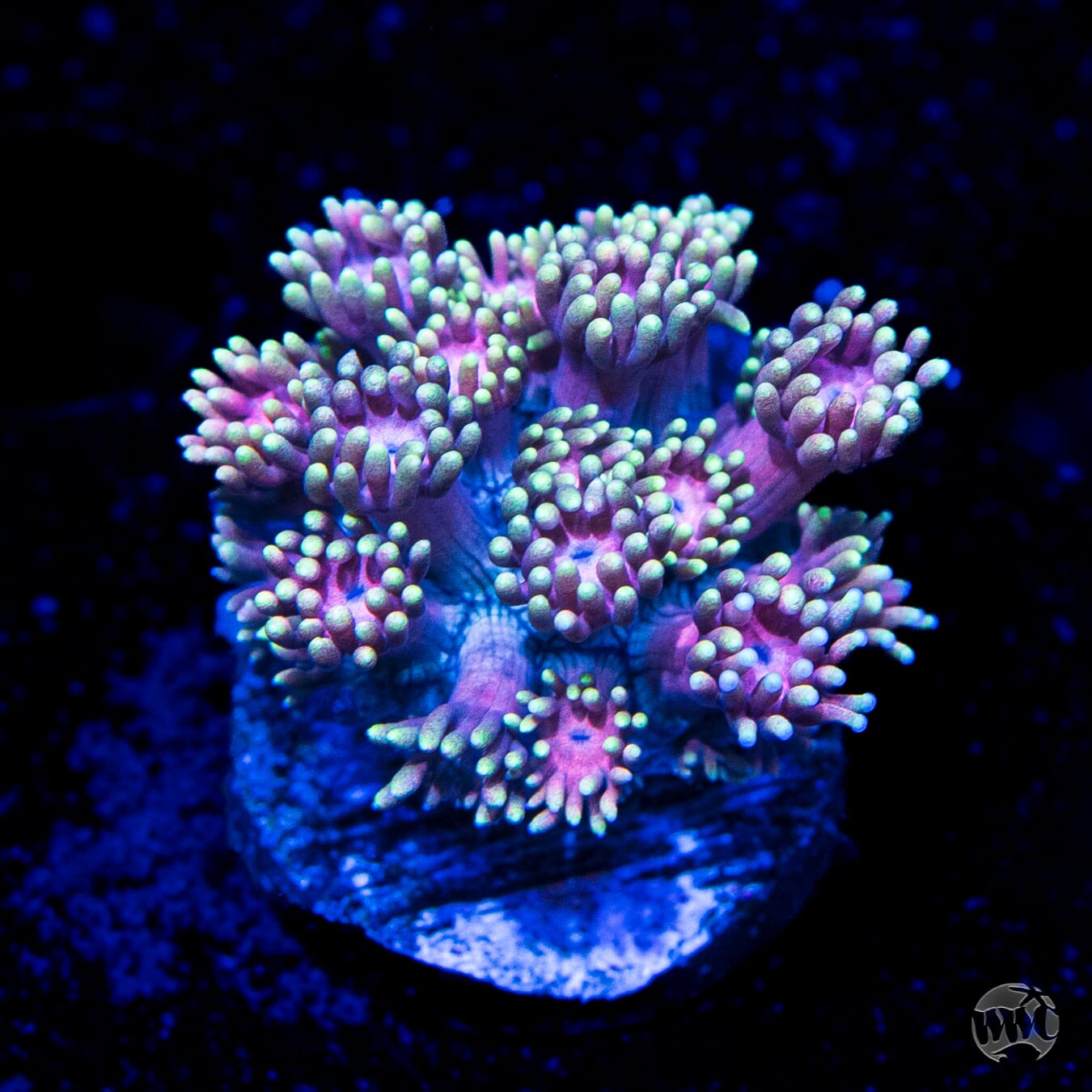 Cosmos Goniopora