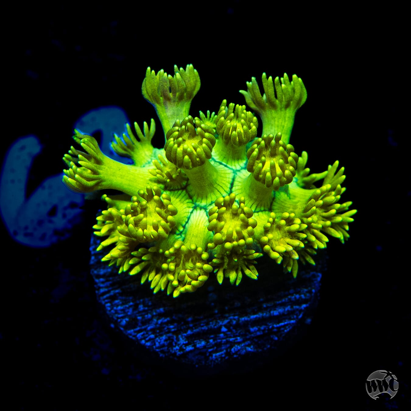 Electro Lemon Goniopora