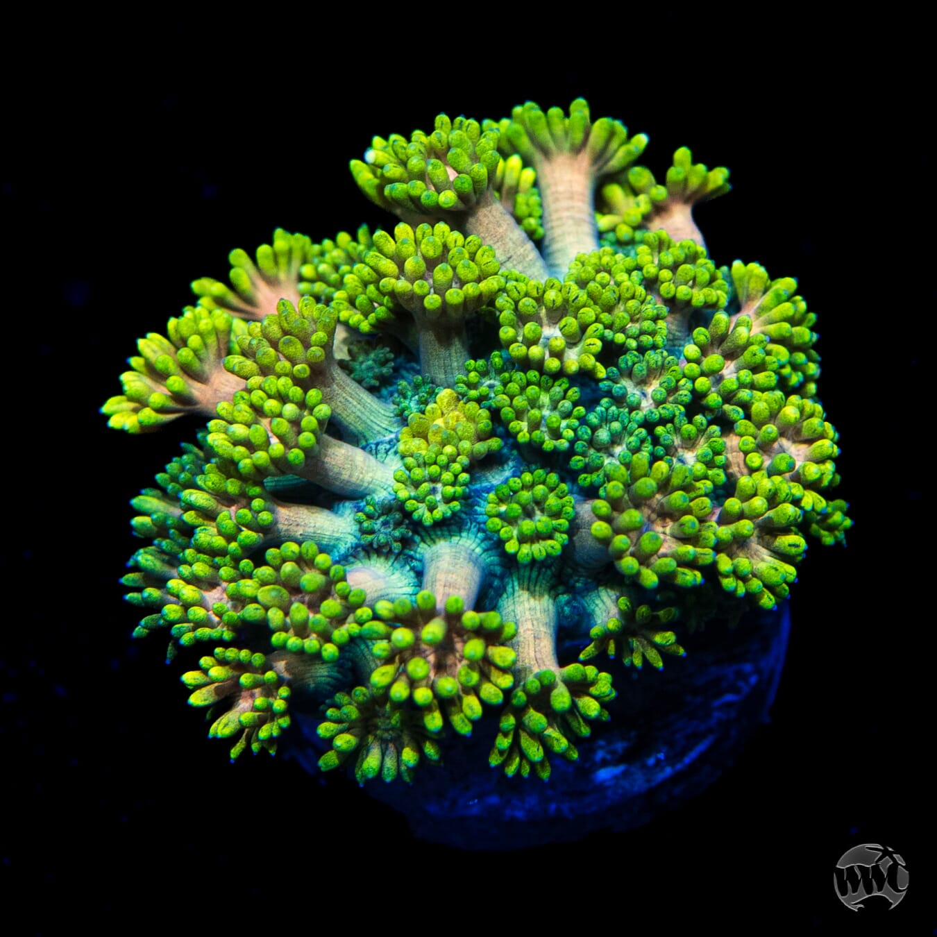 Electro Lemon Goniopora