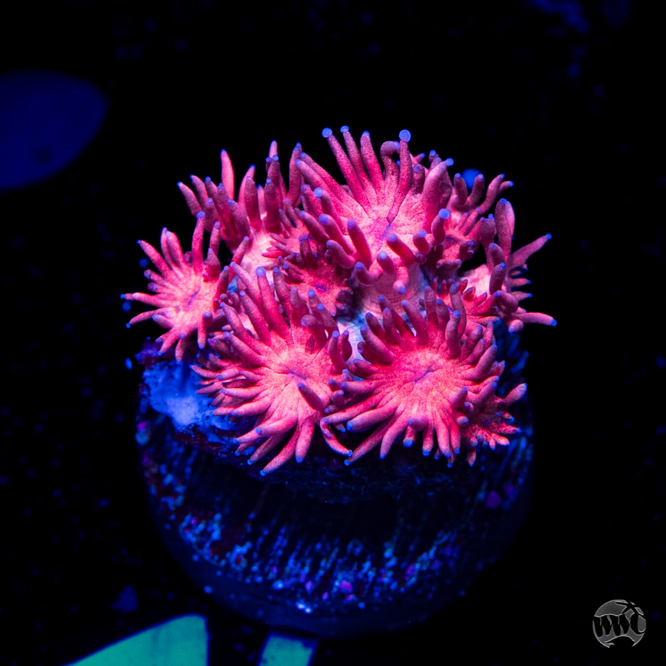 Pink Flamingo Goniopora