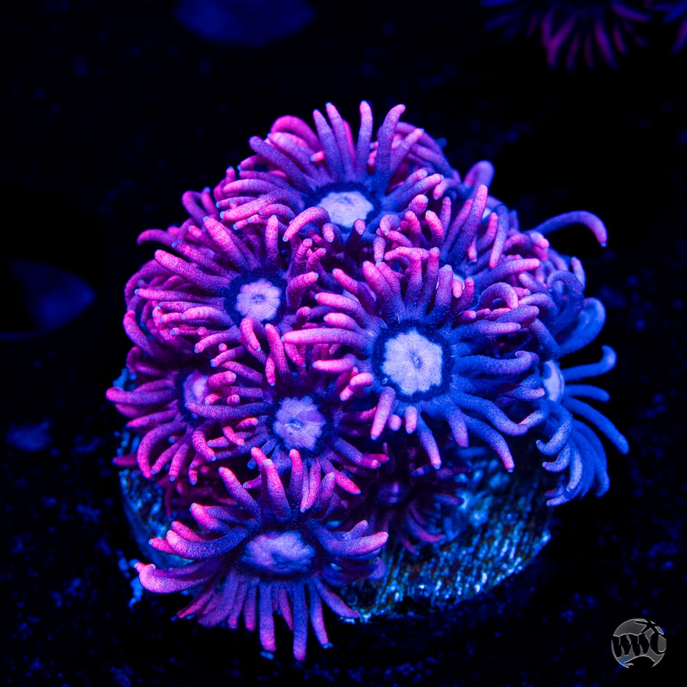 Pink Lady Goniopora