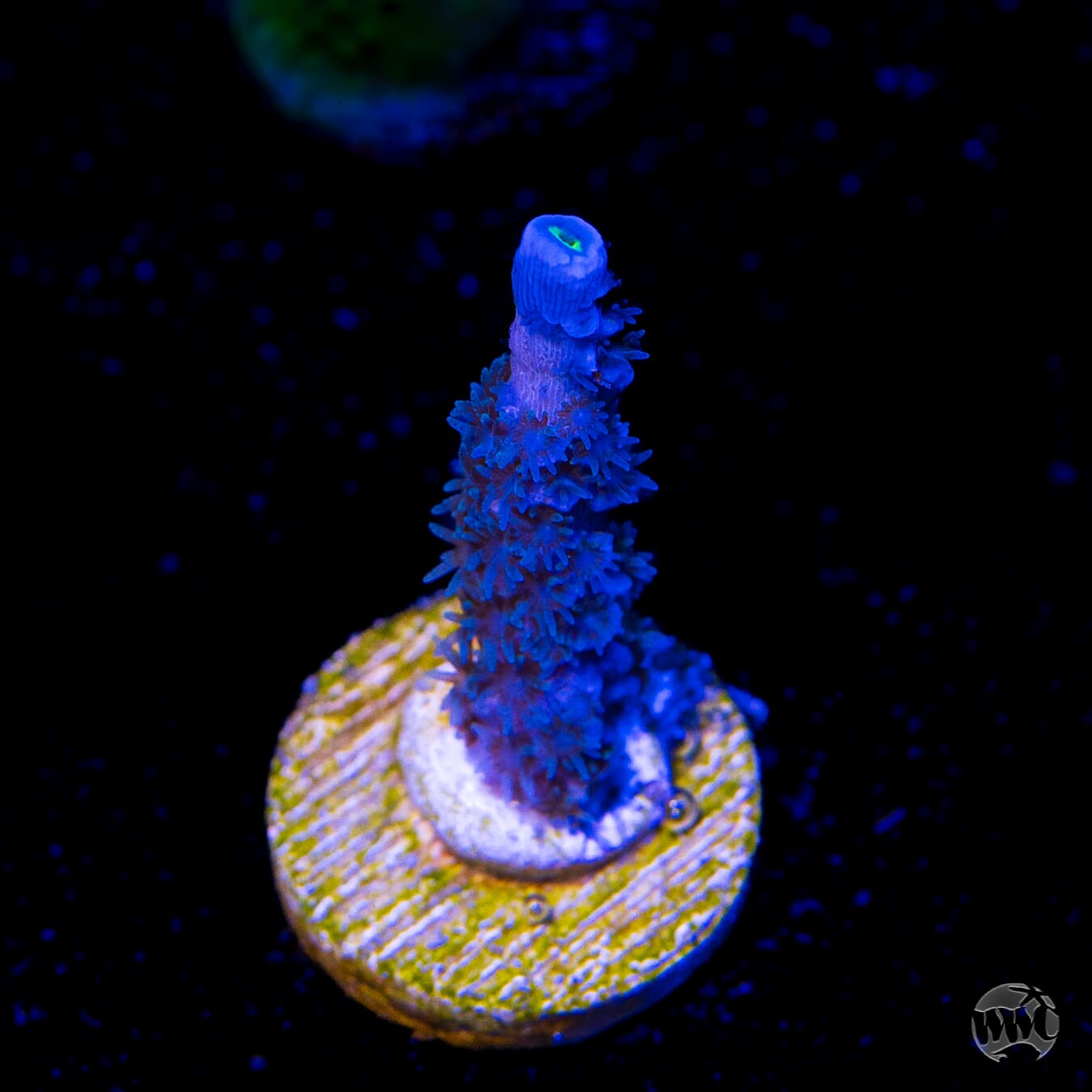 WWC Cobalt Acropora