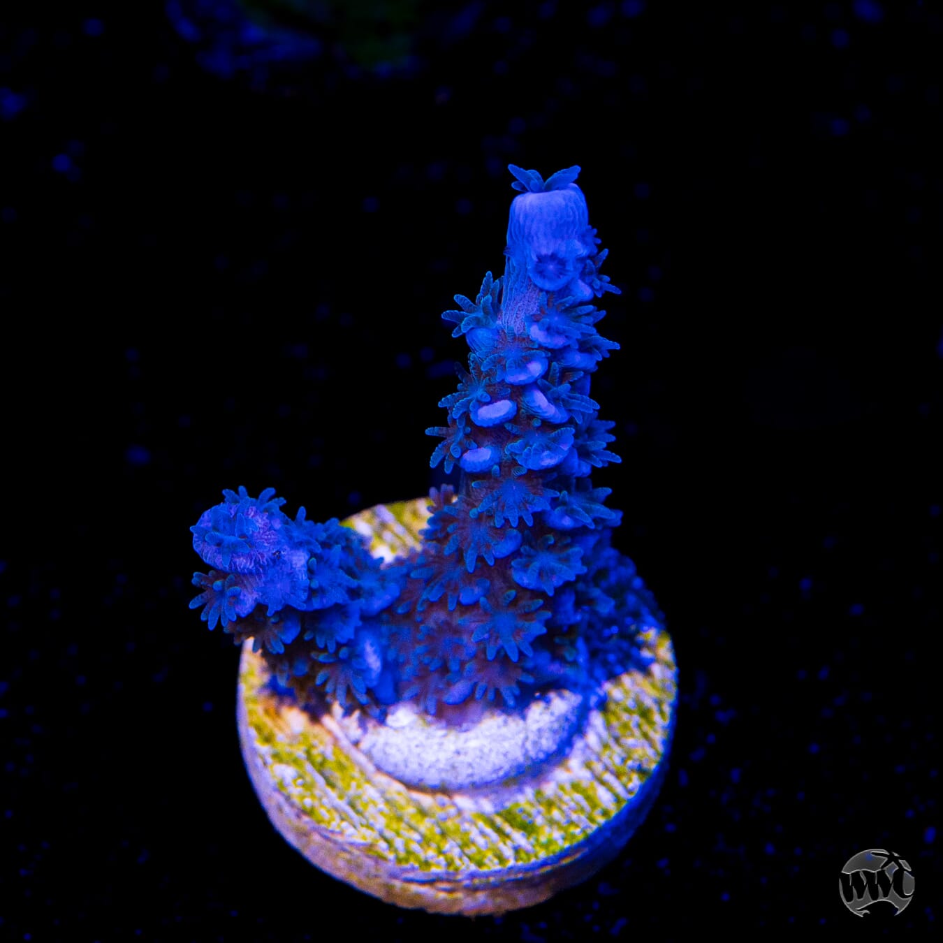 WWC Cobalt Acropora