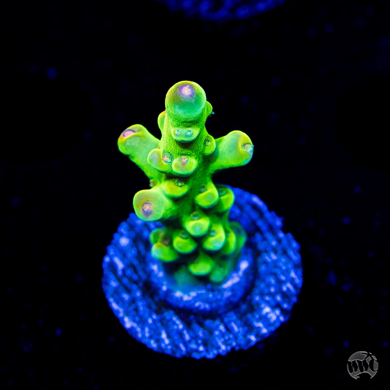 WWC Budgie Smuggler Acropora