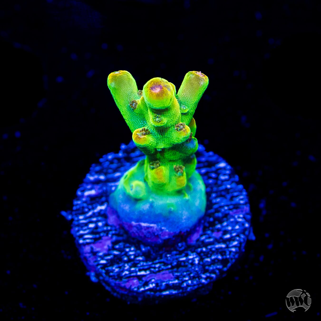 WWC Budgie Smuggler Acropora