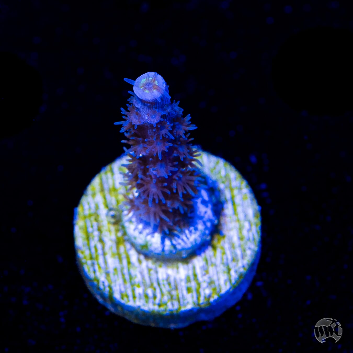 Jason Fox Papa Smurf Tenuis Acropora