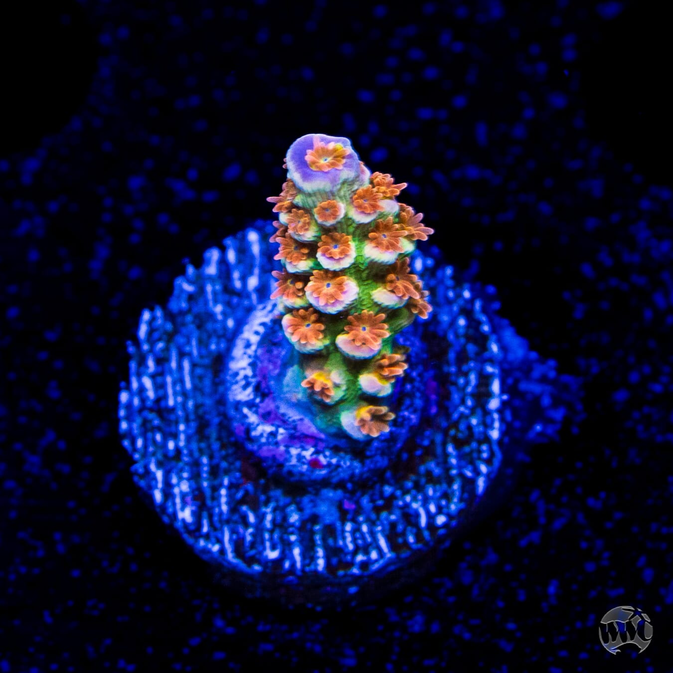 WWC Pain Killer Tenuis Acropora
