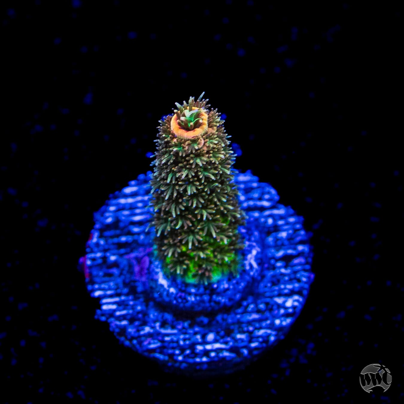 WWC MiIle Cyrus Acropora