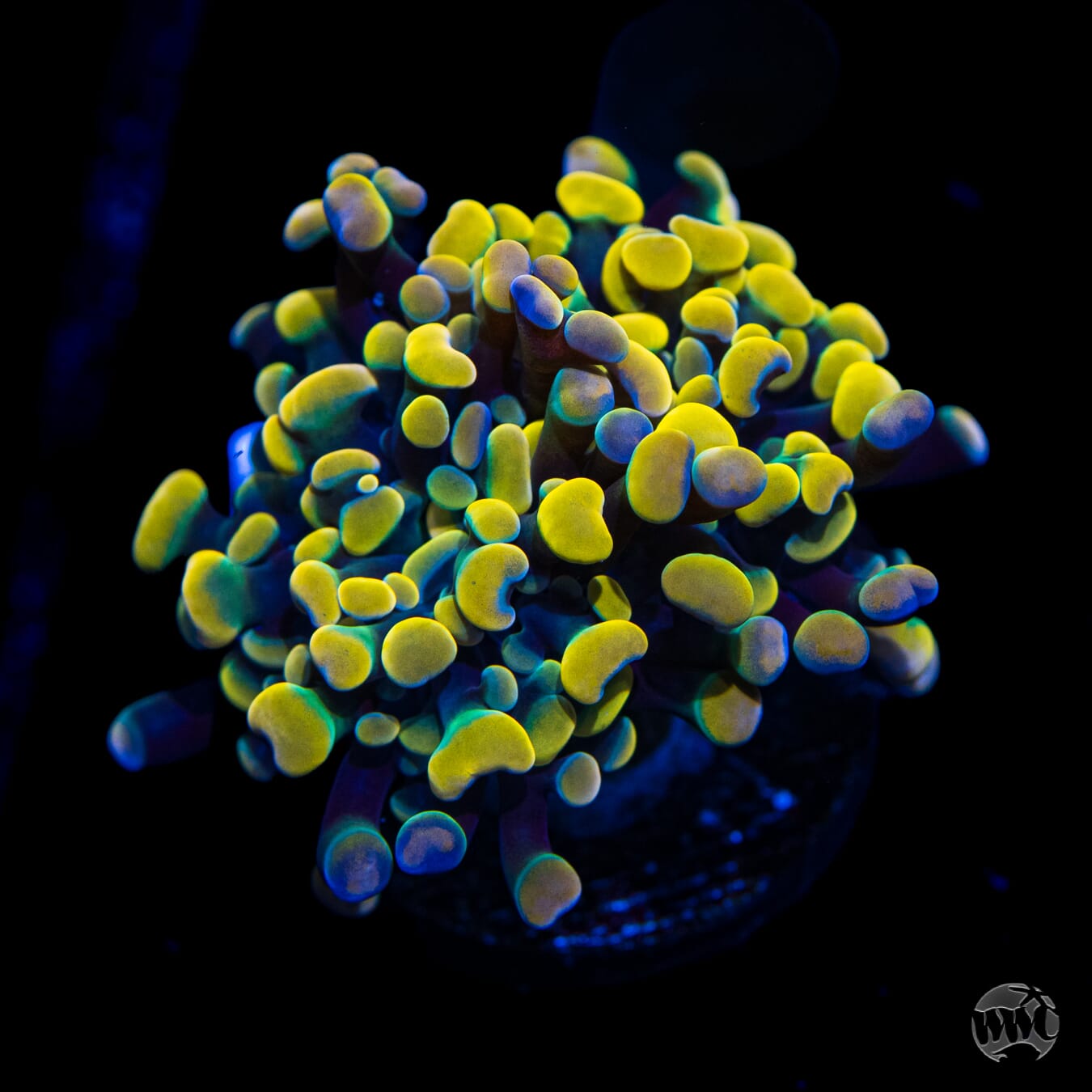 WWC Rainbow Branching Hammer