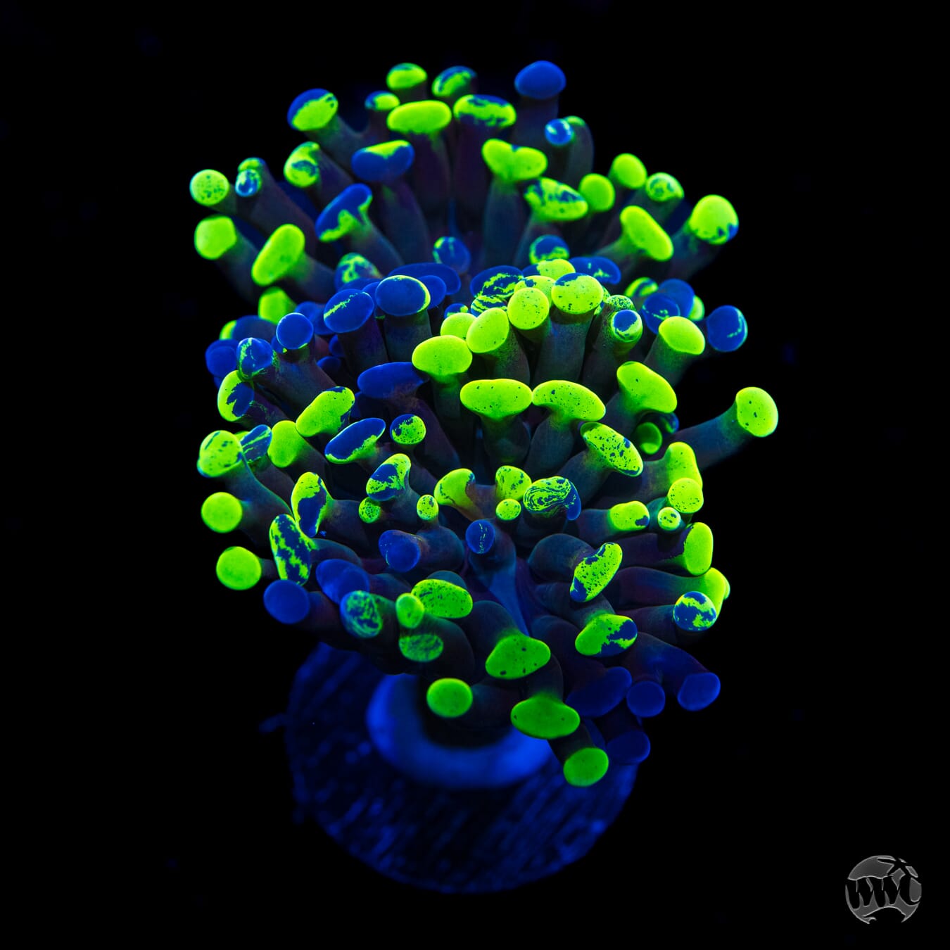 Neon Freon Splatter Branching Hammer