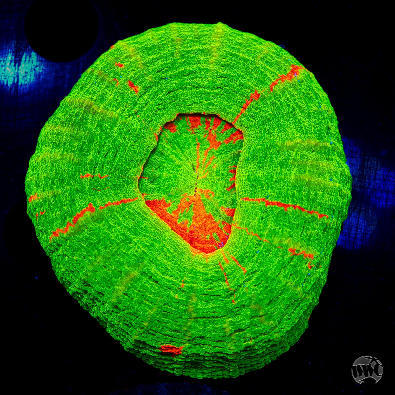 Bleeding Apple Scolymia