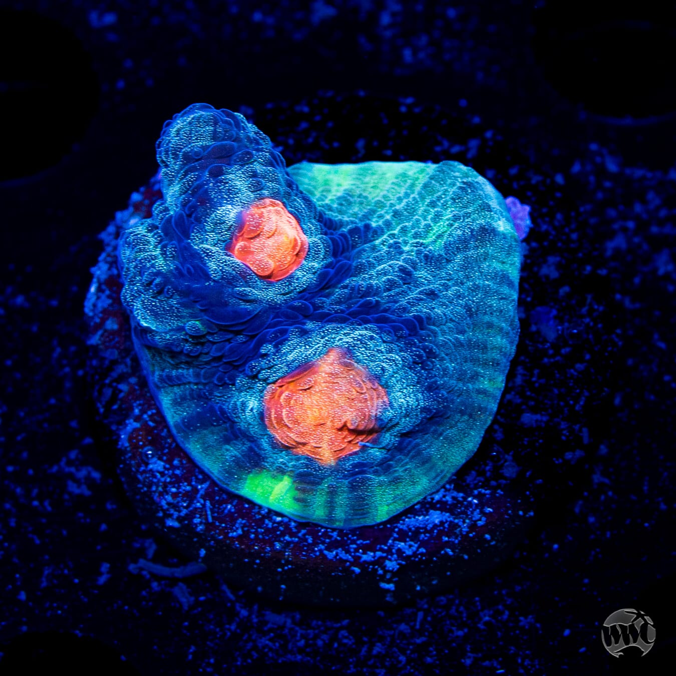 WWC Outer Orbit Chalice