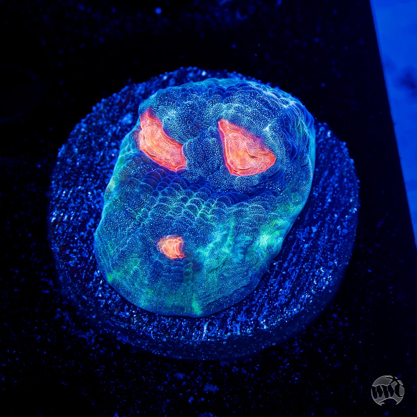 WWC Outer Orbit Chalice