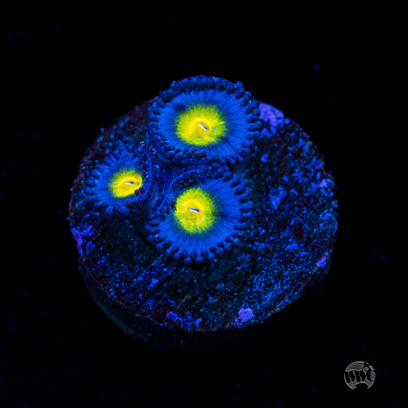 WWC AOI Zoanthids - (NON-WYSIWYG)
