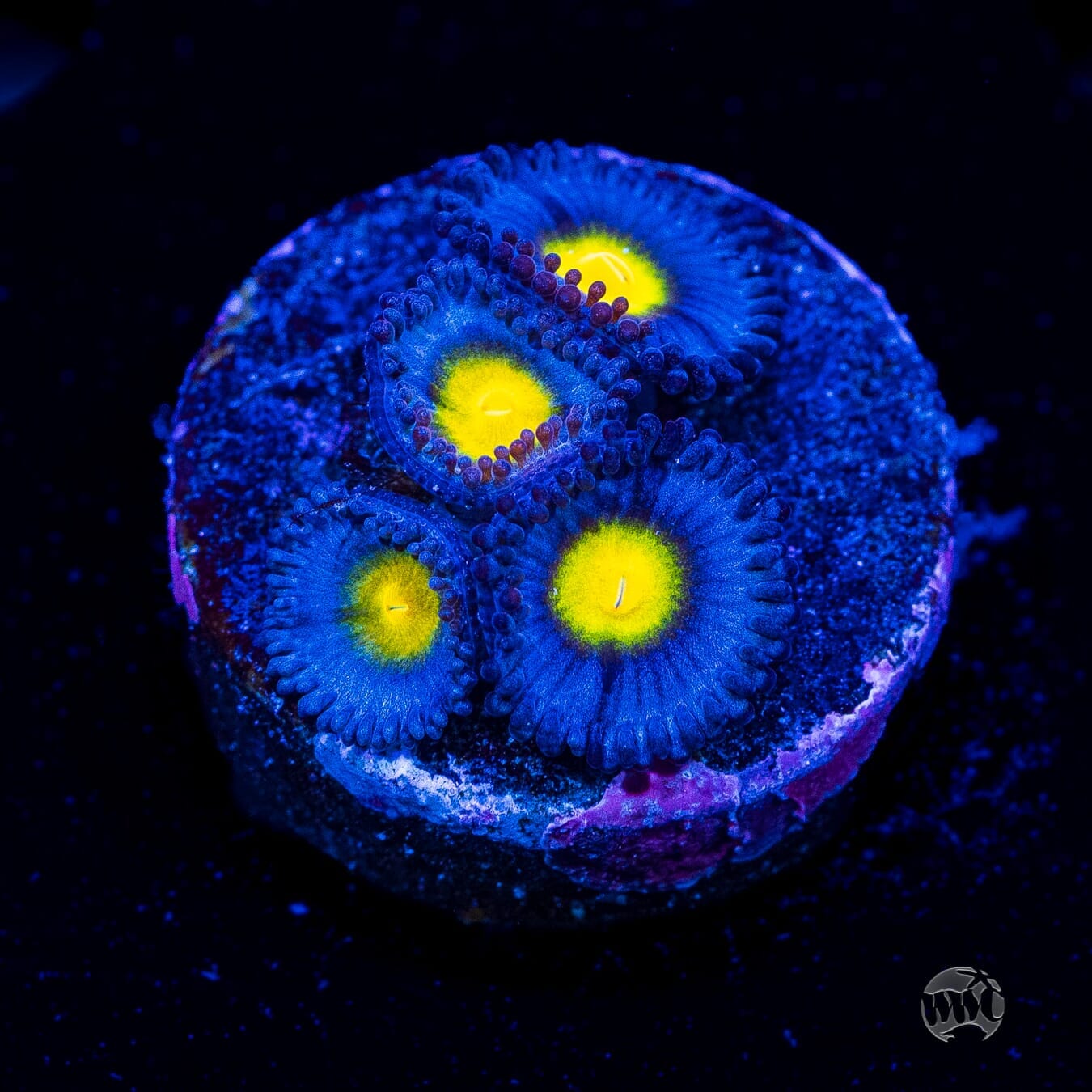 WWC AOI Zoanthids - LG Frag (NON-WYSIWYG)