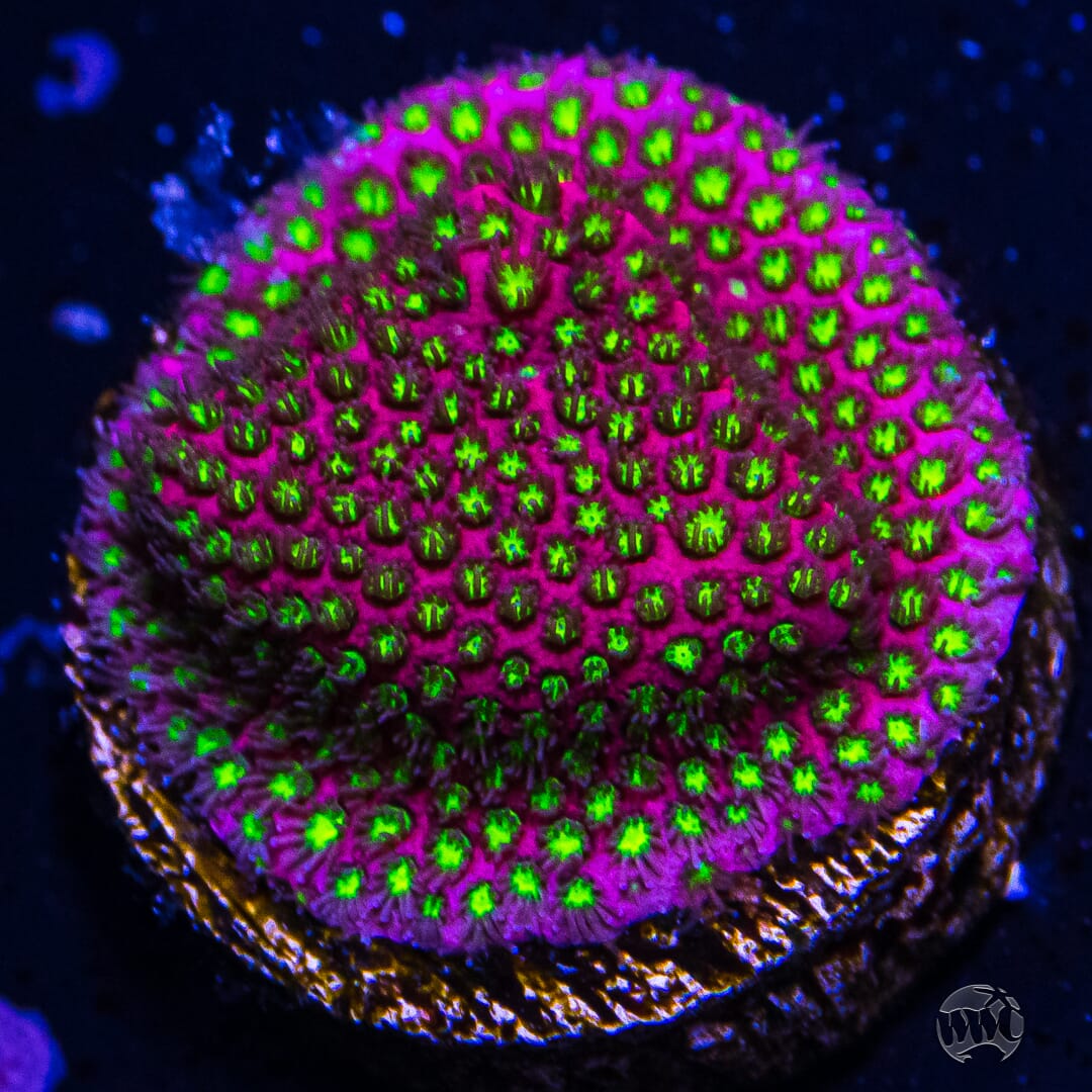 WWC Electric Daisy Stylocoeniella - (NON-WYSIWYG)