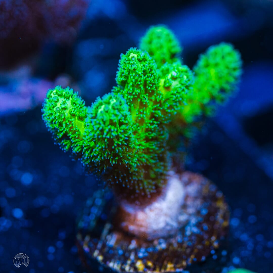 WWC Fantasy Island Birdsnest - (NON-WYSIWYG)