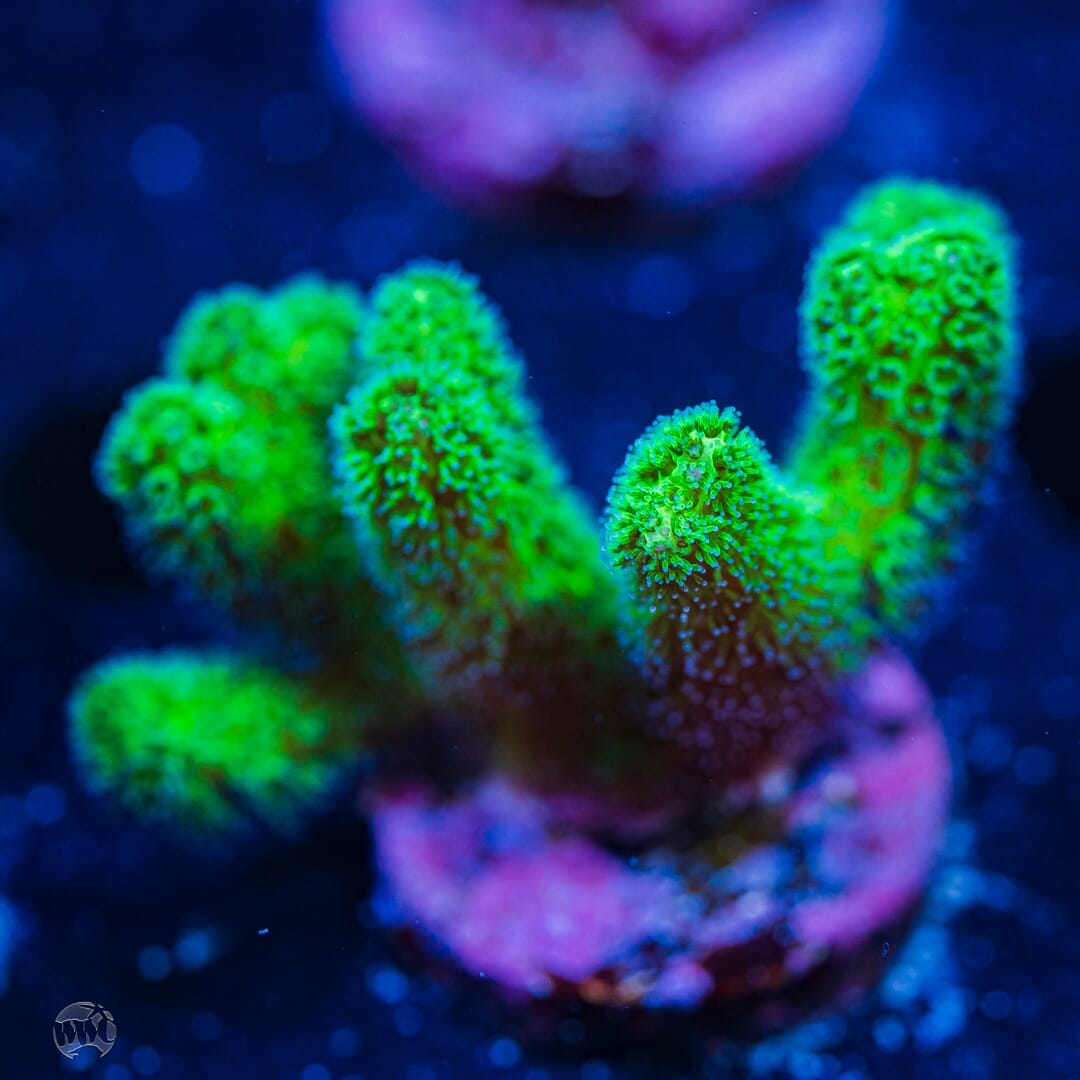 WWC Fantasy Island Birdsnest - (NON-WYSIWYG)