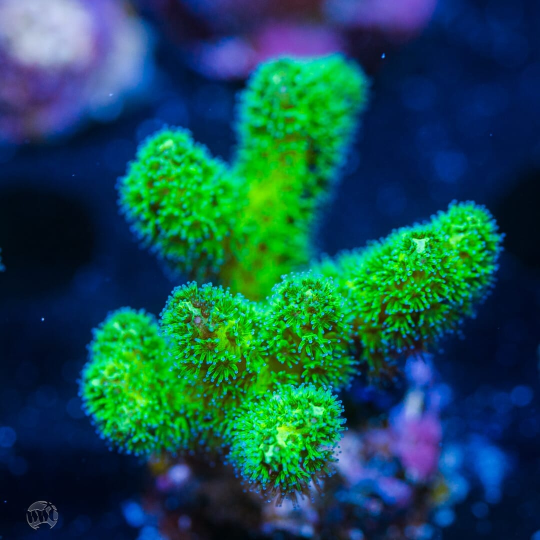 WWC Fantasy Island Birdsnest - (NON-WYSIWYG)