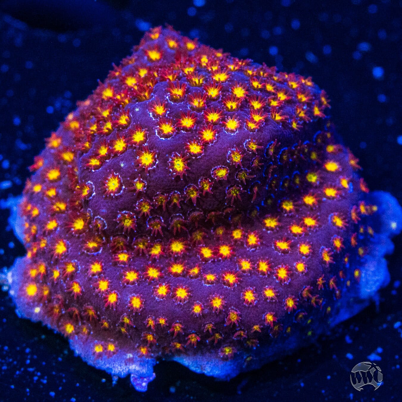 WWC Firestone Stylocoeniella - (NON-WYSIWYG)