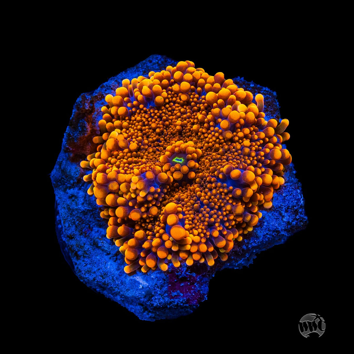 Flamethrower Yuma Mushroom - (NON-WYSIWYG)