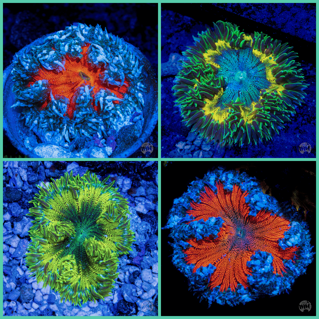 Mystery Flower Anemone - (NON-WYSIWYG)