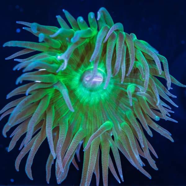 Green Duncan - (NON-WYSIWYG)