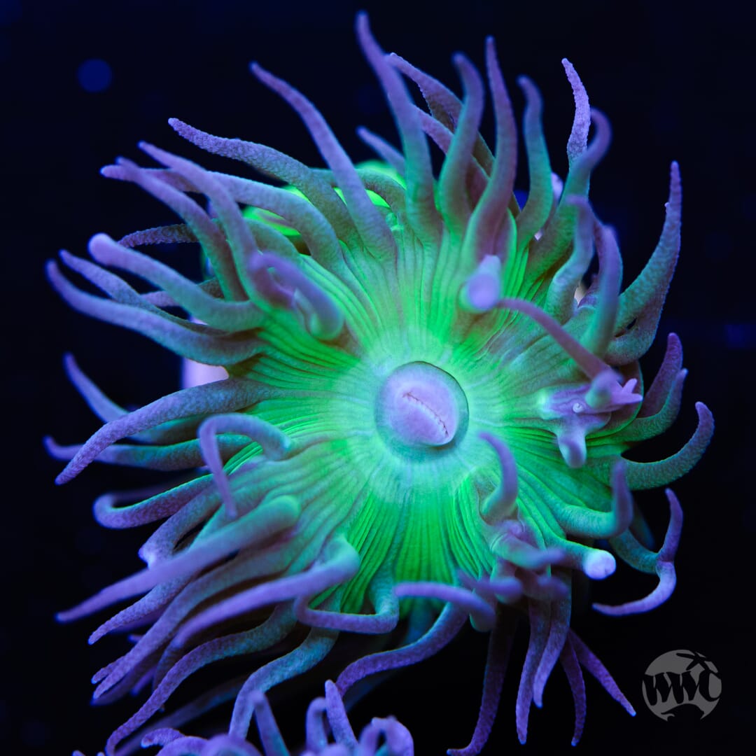 Green Duncan - (NON-WYSIWYG)