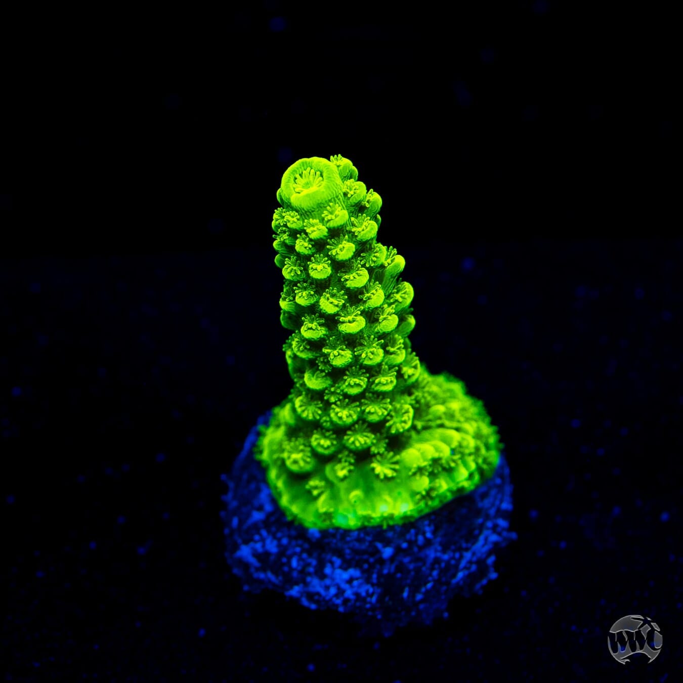 Green Slimer Acropora - (NON-WYSIWYG)