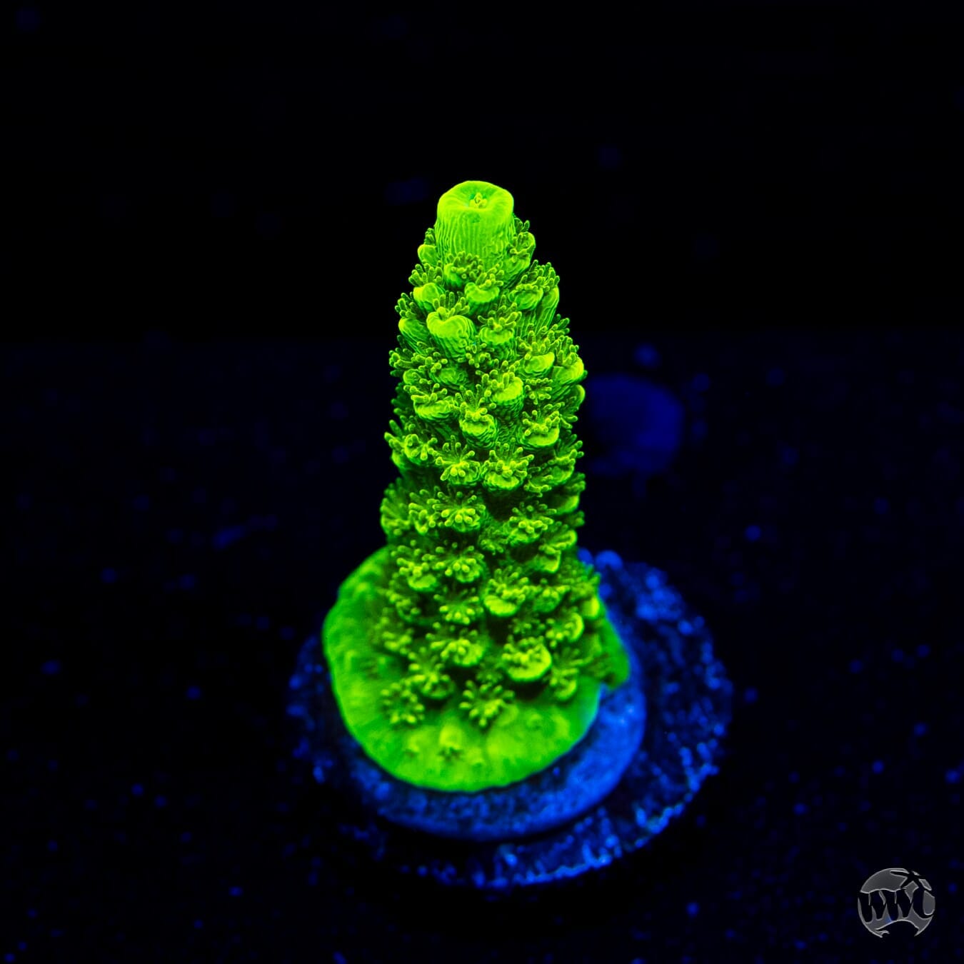 Green Slimer Acropora - (NON-WYSIWYG)