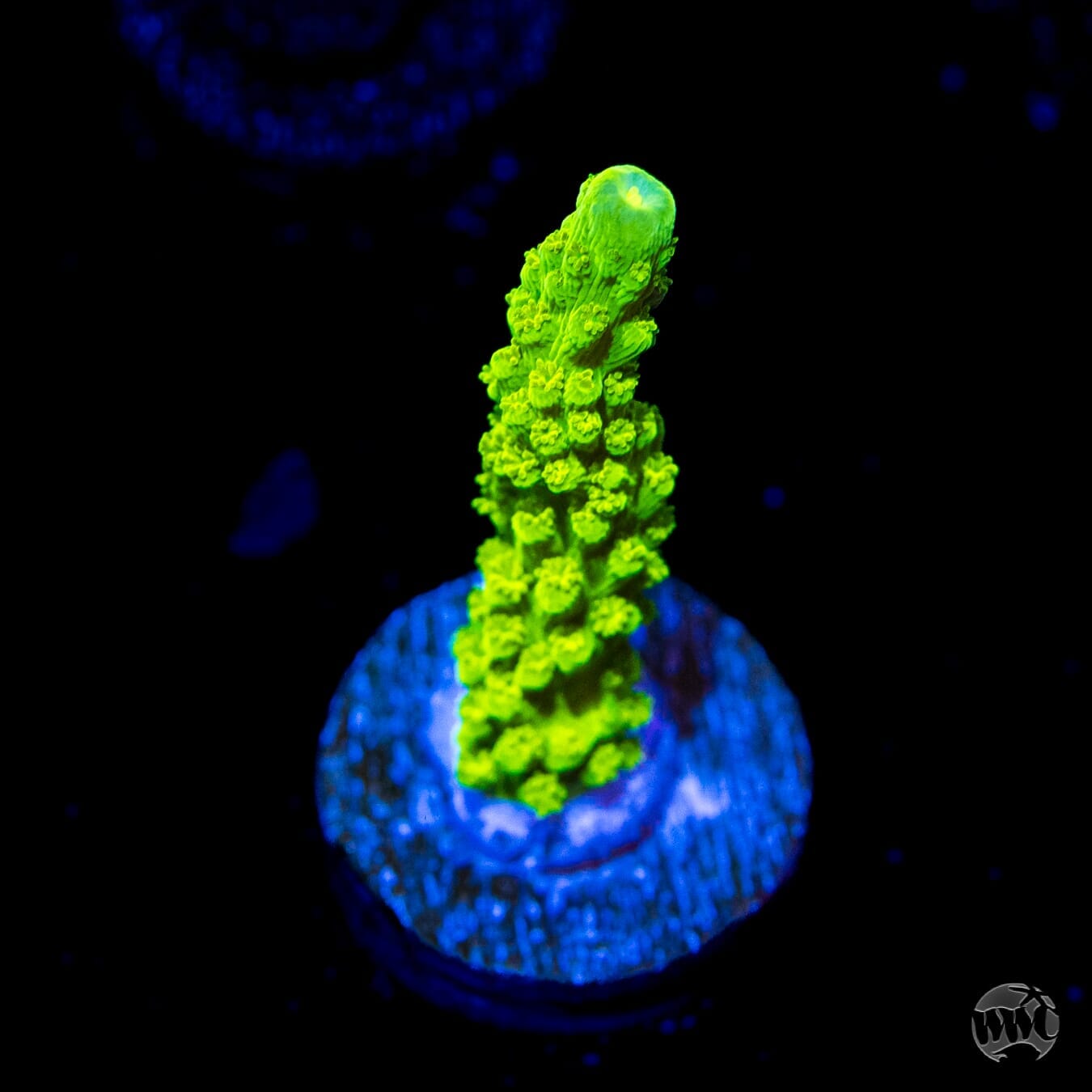 Green Slimer Acropora - (NON-WYSIWYG)