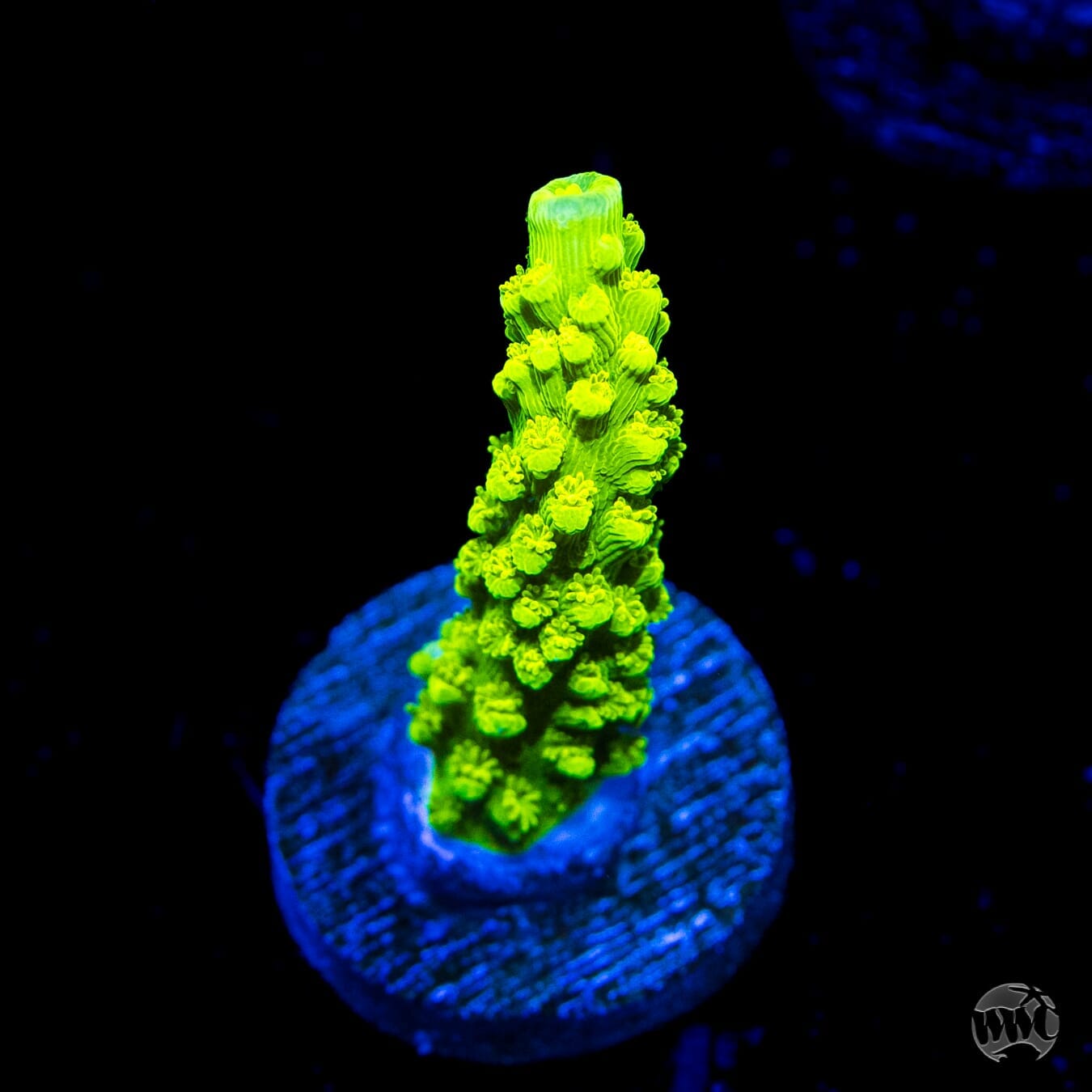 Green Slimer Acropora - (NON-WYSIWYG)