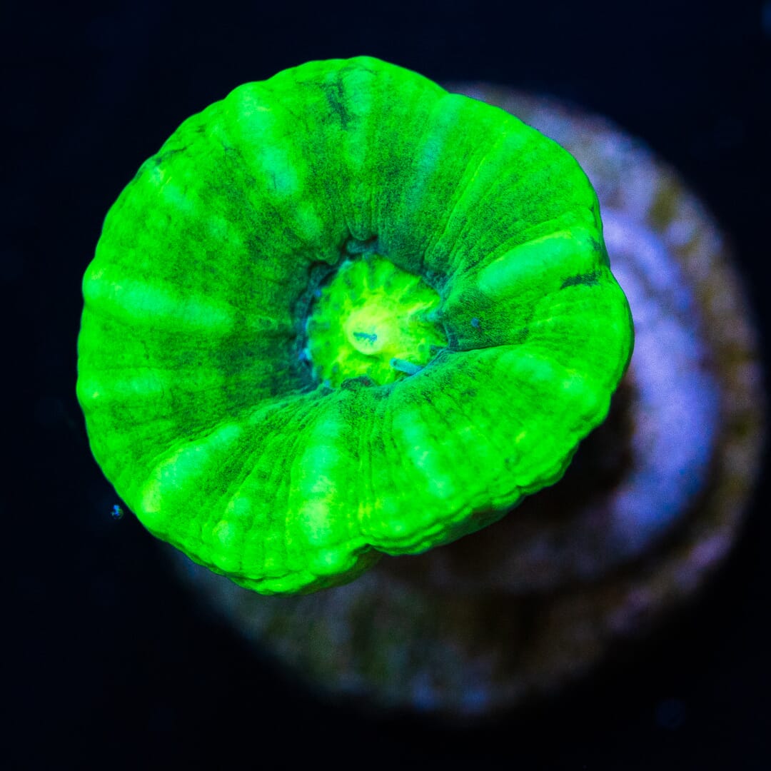 Kryptonite Candy Cane - (NON-WYSIWYG)
